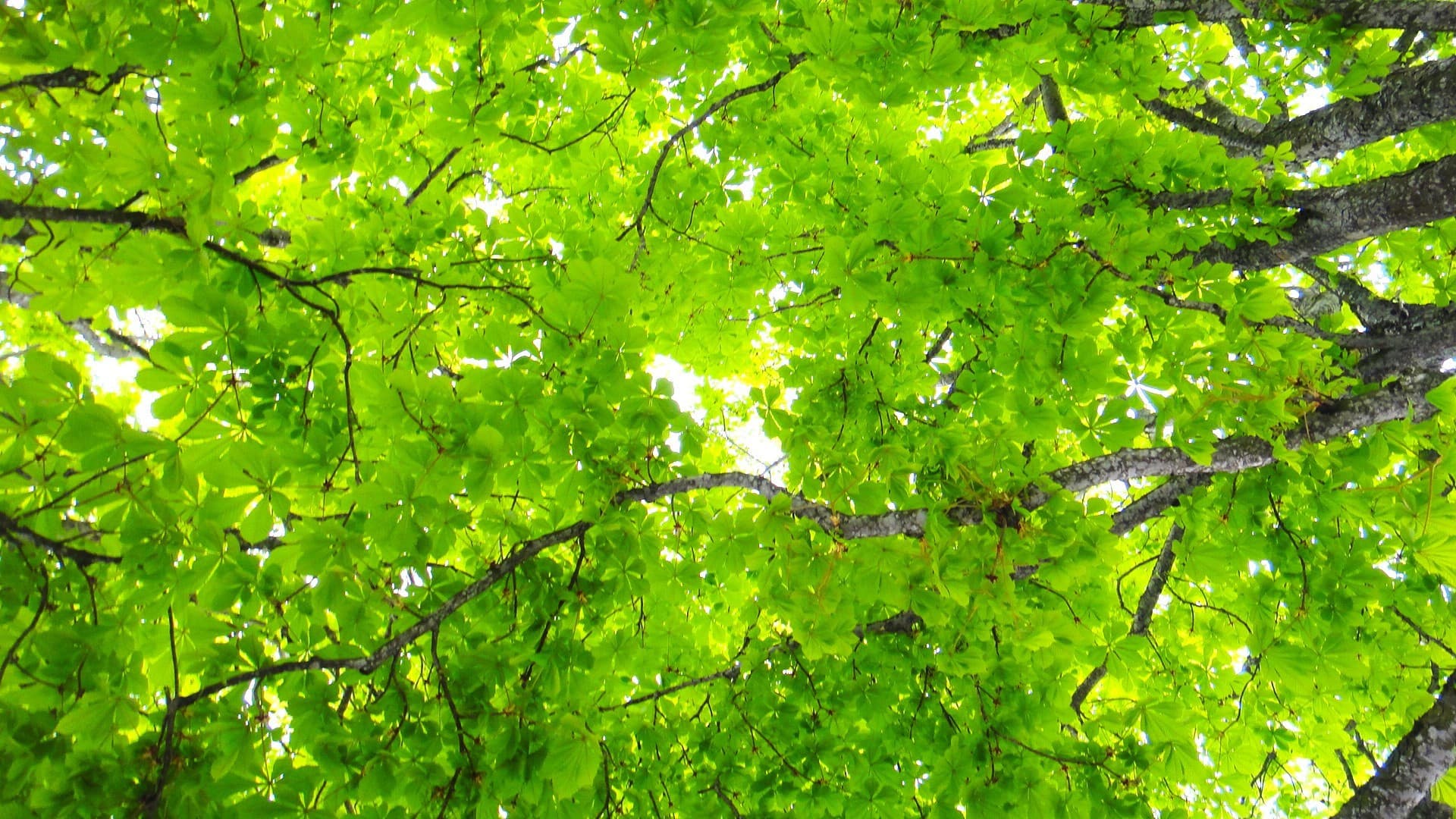 green.jpg